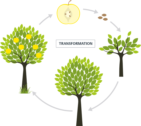 tree-growth